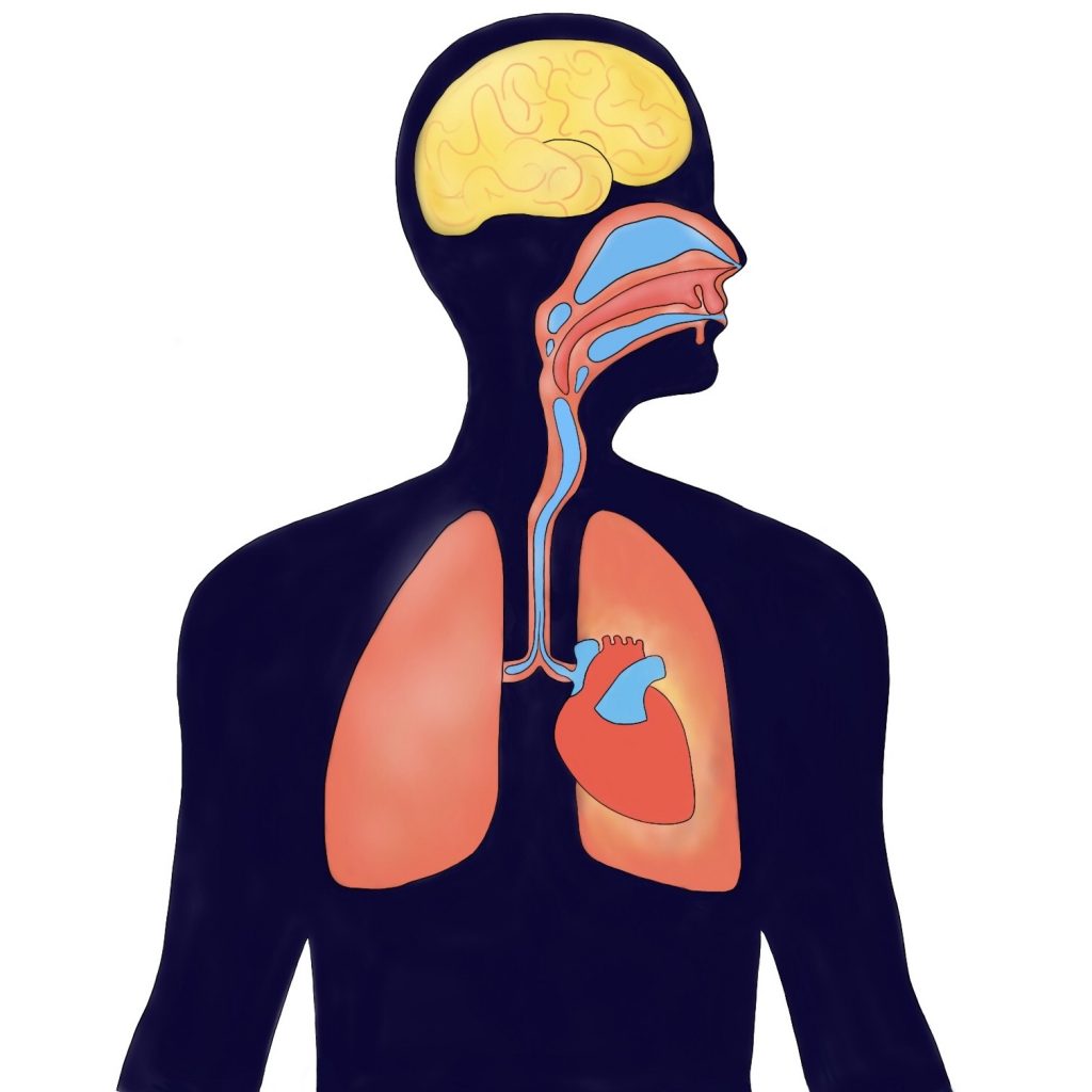 Un diagrama que compara la apnea obstructiva del sueño (AOS) y la apnea central del sueño (ACS)